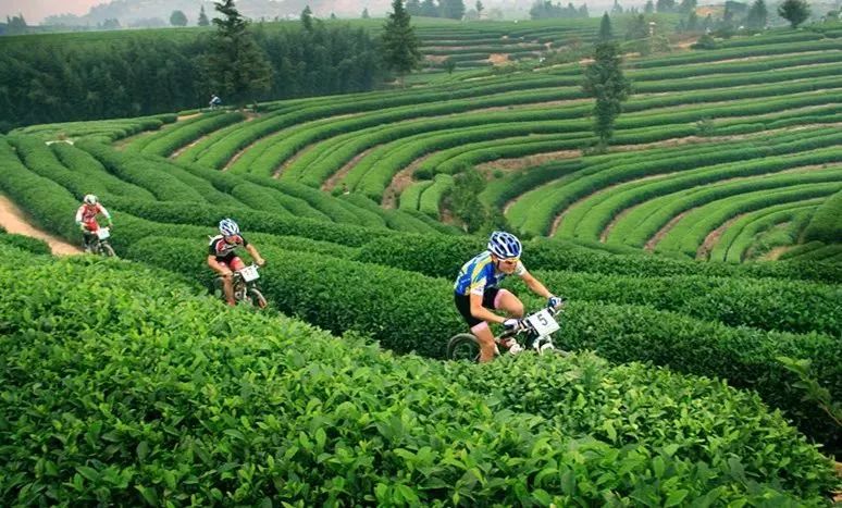 簕菜茶，自然馈赠的绿色金矿——价格与价值的深度剖析