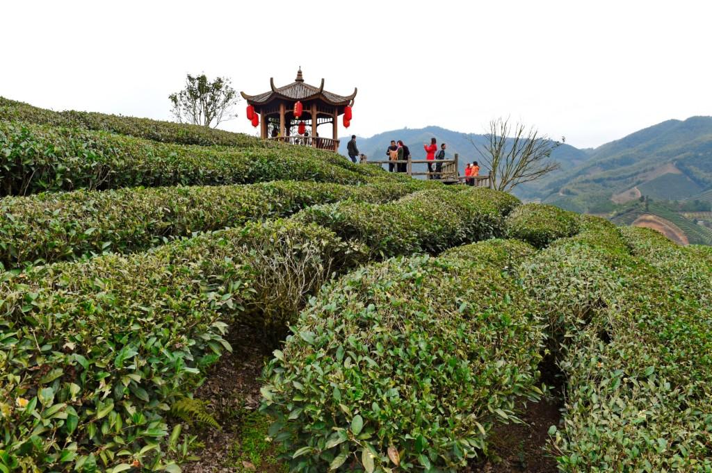 福建体育彩票31选七，梦想与幸运的碰撞
