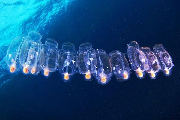 探索正版资料大全，知识海洋的灯塔正版资料大全完整版2021年