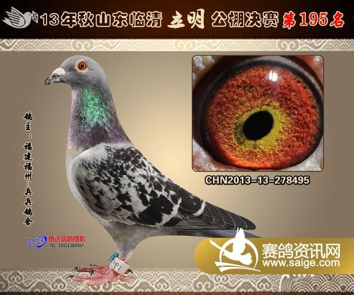 君翼赛鸽公棚秋季赛事，速度与激情的完美碰撞君翼赛鸽公棚秋棚最新公告