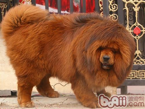 藏獒论坛，探索中国特有犬种的文化与情感交流平台藏獒论坛板块