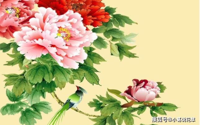 天下彩天下彩正版资料一旺