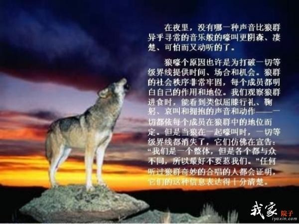 广西的狼精英主论坛，汇聚智慧与力量的地方广西的狼精英主论坛_